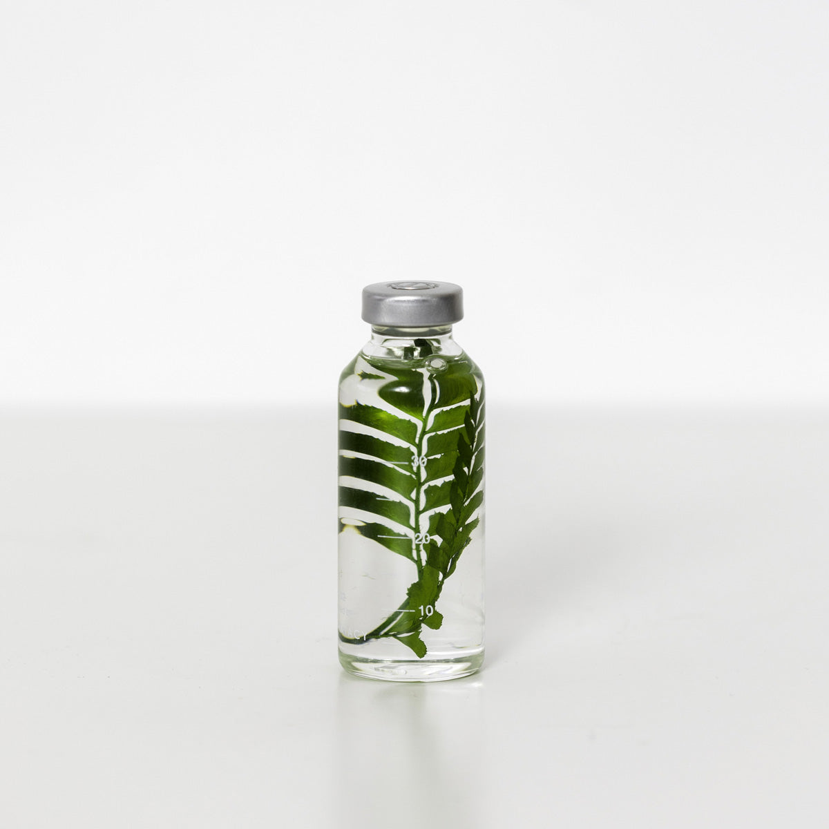 Bottle Plant / Rumohra Adiantiformis / SPS_011