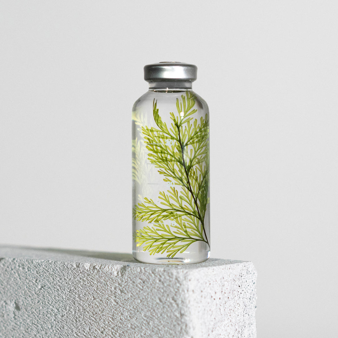 Bottle Plant / Tabaria fern / SPS_021