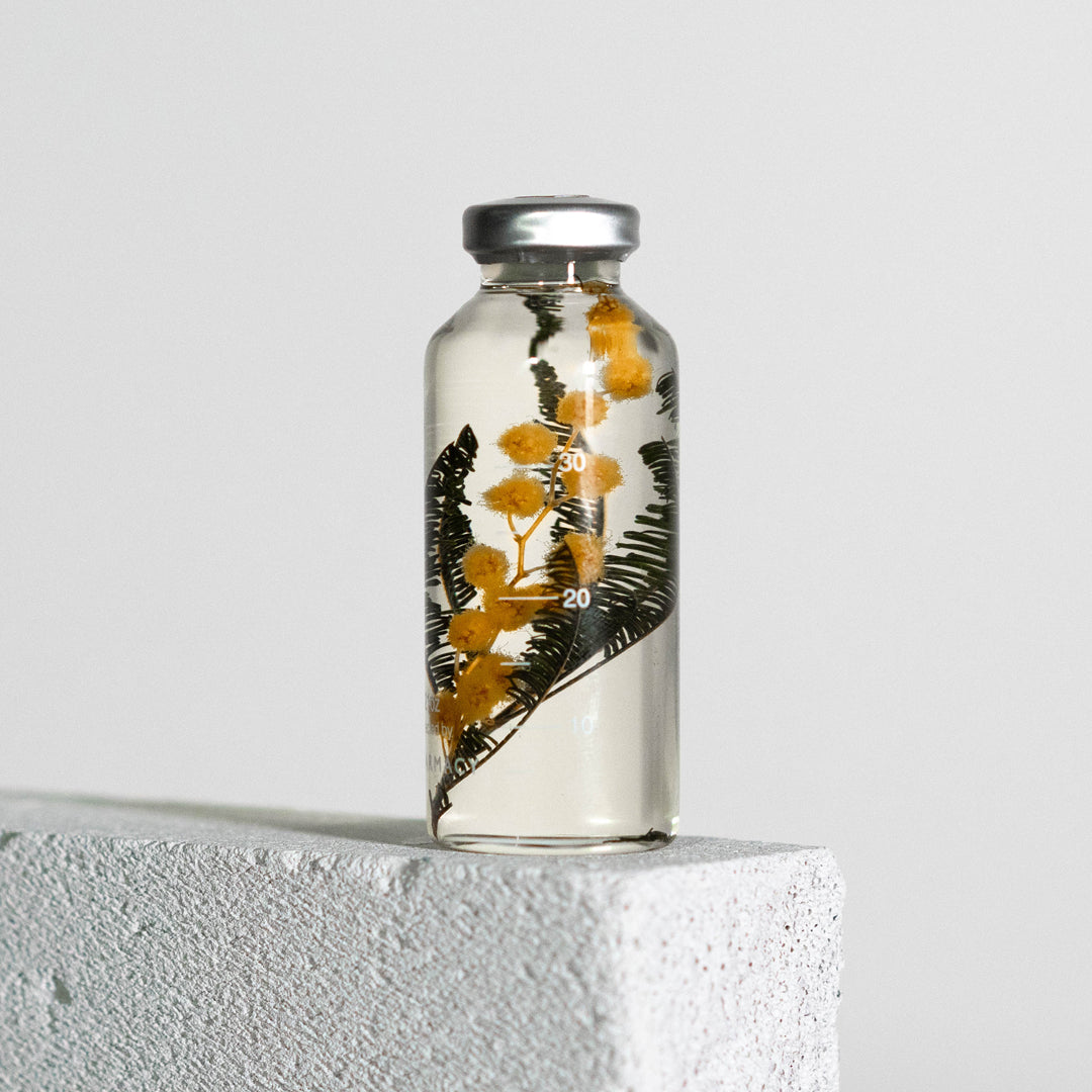 Bottle Plant / Acacia dealbata / SPS_020