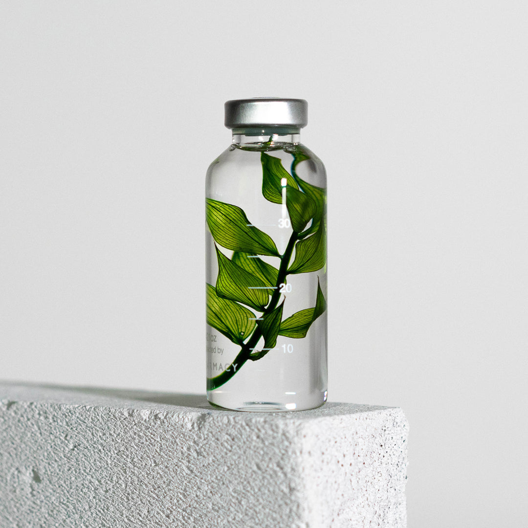 Bottle Plant / Ruscus aculeatus / SPS_010