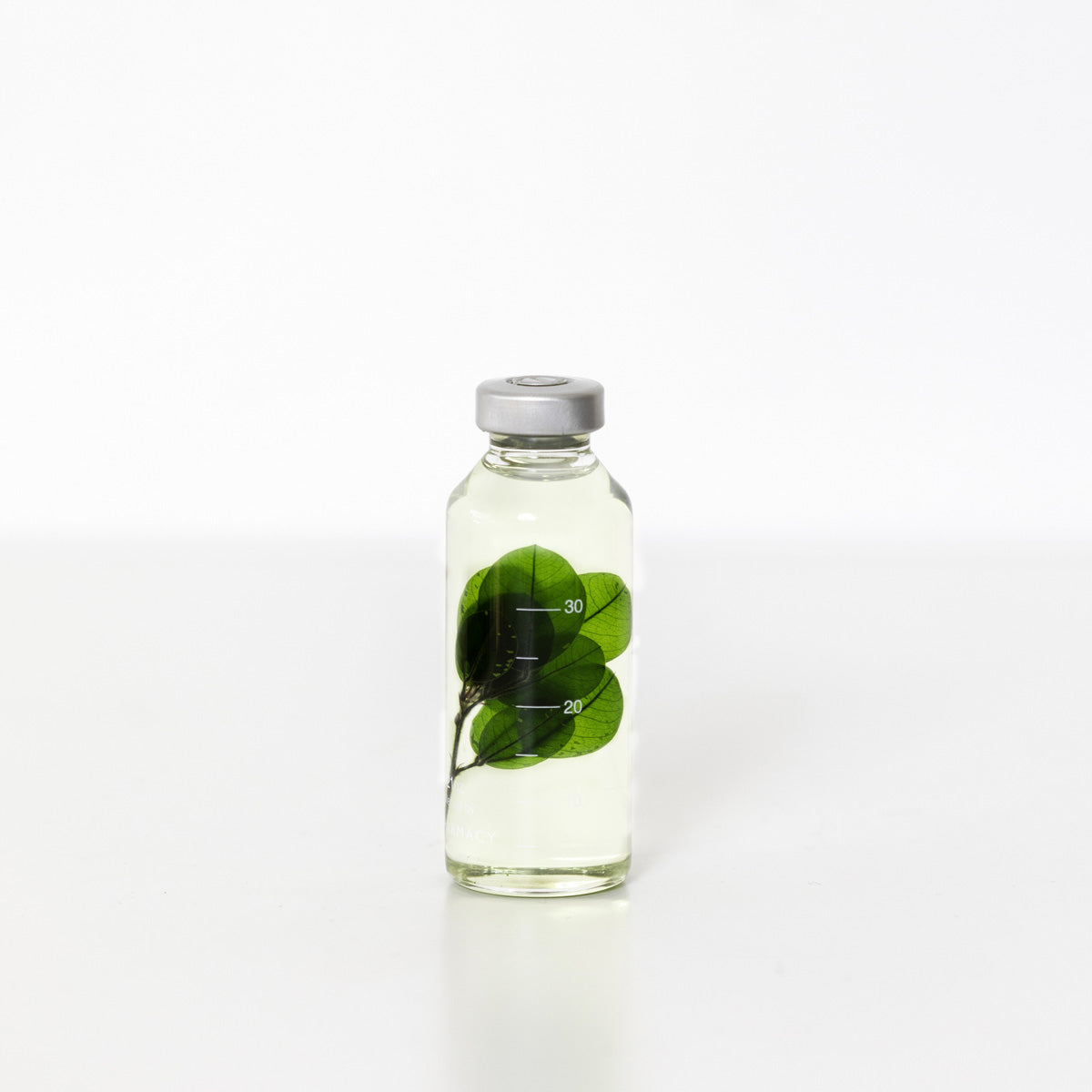 Bottle Plant / Buxus microphylla / SPS_005