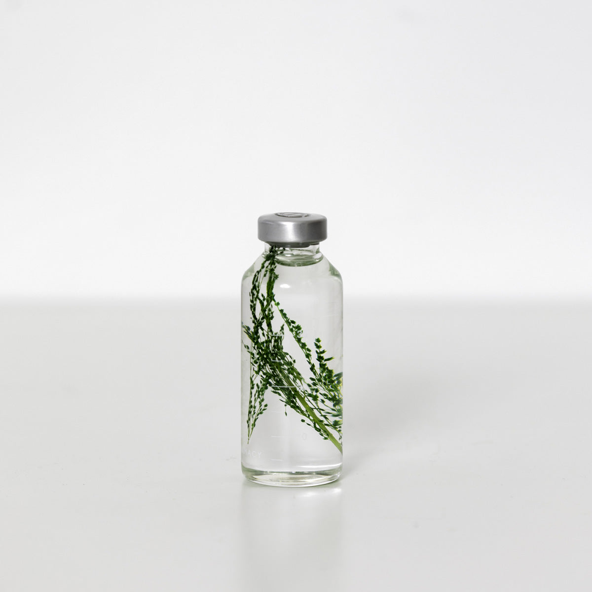 Bottle Plant / Peacock grass  / SPS_013