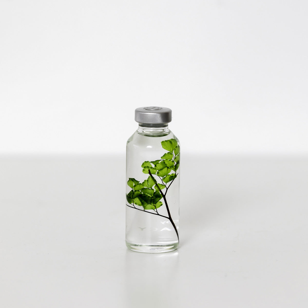 Bottle Plant / Adiantum tenerum / SPS_004