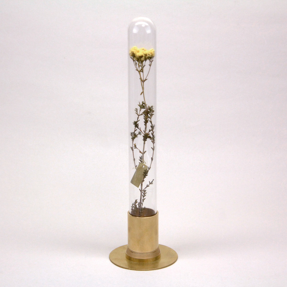 HERBARIUM BRASS GLASS DOME & FLOWER VASE SOLID